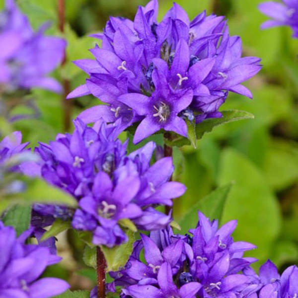 Campanula glomerata 'Acaulis' blue